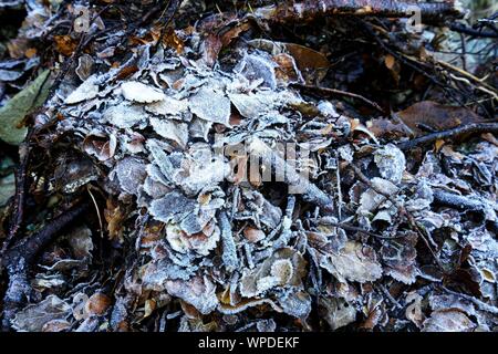 Frostige Eiskristalle auf einem Haufen Laub auf dem Waldboden. Stockfoto