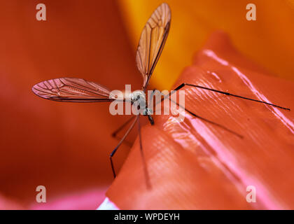 Spindly Kran fliegen (Tipulidae) Insekt thront auf einem hellen Rot outdoor Spielzeug aufblasbar. Stockfoto
