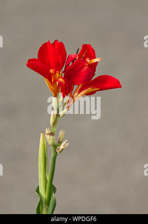 Nahaufnahme von roten Canna Lily auf grauem Hintergrund Stockfoto