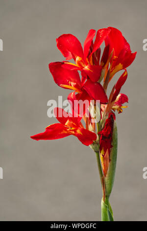 Nahaufnahme von roten Canna Lily auf grauem Hintergrund Stockfoto