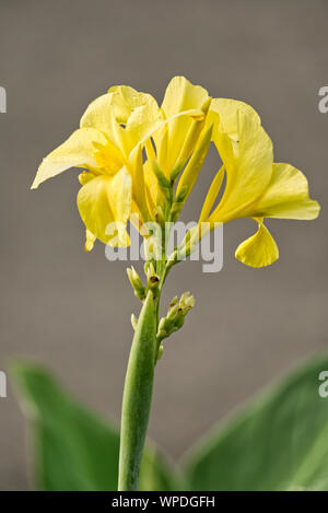 Nahaufnahme des gelben Canna Lily auf grauem Hintergrund. Stockfoto