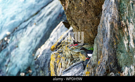 Höhenangst Gruppe der Gemeinsamen Trottellummen auf Klippe Vorsprung der Irischen See. Bray, Co Wicklow, Irland. Stockfoto