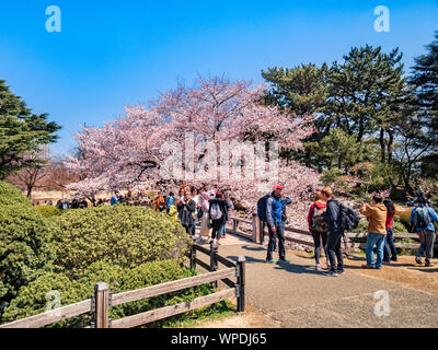 4. April 2019: Tokyo, Japan - Masse der Besucher in Shinjuku Gyoen National Garten, Tokio, in Cherry Blossom Saison. Stockfoto