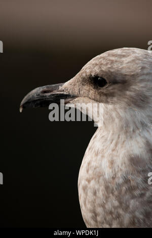 Portrait für eine junge Silbermöwe (Larus argentatus) Stockfoto