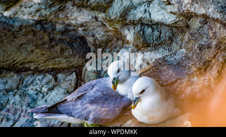 Paar Eissturmvögel (Fulmarus glacialis), die gemütlich in ihrem Nest zwischen Felsen im Wind schattigen Ort an exponierten Klippen. Bray, Co Wicklow, Irelan Stockfoto