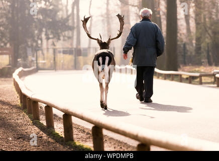 Mann und Rehe laufen nebeneinander ruhig in Forest Park. Stockfoto