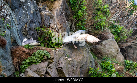 Paar Eissturmvögel (Fulmarus glacialis) sitzen auf ihrem Nest zwischen Felsen im Wind schattigen Ort an exponierten Klippen und Flucht. Bray Head Stockfoto