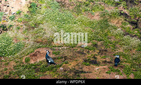 Zuchtpaar von großer Kormorane anzeigen Paarungsverhalten neben Nest auf der Klippe. Bray, Co Wicklow, Irland. Stockfoto