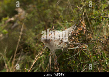 Lackely Nachtfalter Raupen einen silken Zelt von Raubtieren und Schutz innen zu schützen, Malacosoma Eulengattung, blackthorn Stockfoto