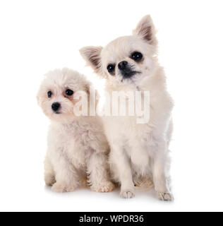 Junge Bichon Frise und Chihuahua vor weißem Hintergrund Stockfoto