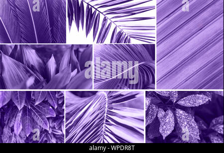Collage aus verschiedenen Pflanzen oder Blätter und ein Holz- Oberfläche in trendiger Farbe. Stockfoto