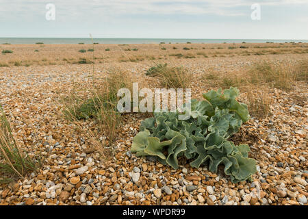 Crambe maritima, sea Kale wild wachsen an der Küste Mitglied der Kohlfamilie helfen Kies Küstenlinie durch Drift zu longshore, vor Hochwasser zu stabilisieren Stockfoto