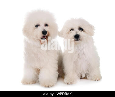 Junge Bichon Akazie vor weißem Hintergrund Stockfoto