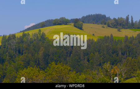 Almen in grüner Farbe und einem dunklen Wald Stockfoto