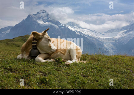 Kuh auf einer Alp in der Nähe der Ersten, mit einer Kette von hohen Bergen über die Lüschental Tal gegenüber: Berner Oberland, Schweiz Stockfoto