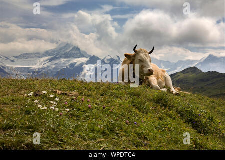 Kuh auf einer Alp in der Nähe der Ersten, mit einer Kette von hohen Bergen über die Lüschental Tal gegenüber: Berner Oberland, Schweiz Stockfoto