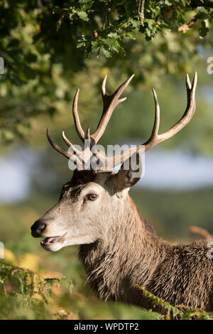 Detaillierte Seitenansicht Nahaufnahme des wilden Rotwildhirschs (Cervus elaphus) im Freien bei Herbstsonne, Kopf und Geweih. Natürliche britische Tierwelt. Stockfoto