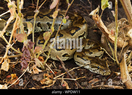 Die eye-brow Markierungen sind oft die einzige Möglichkeit, eine südliche Afrocan Rock-Python von seiner zentralen afrikanischen Cousin zu identifizieren. Stockfoto