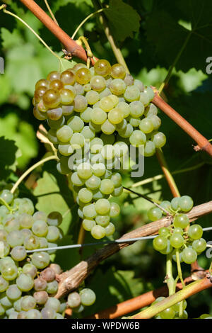 Weiß hybrid Trauben reif, Vitis 'Orion' Traube 'Orion' auf der Rebe. Stockfoto