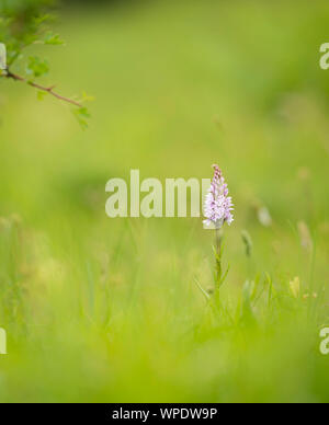 Gemeinsame getupft Orchidee (Dactylorhiza fuchsii) fotografiert auf der Kent Downs Stockfoto