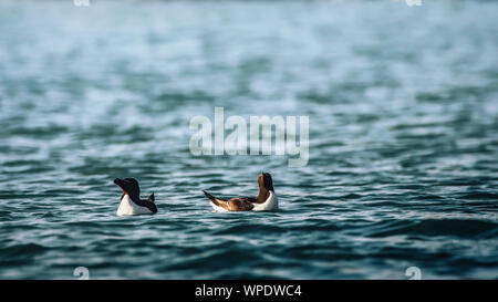 Romantisches Paar Tordalk (Alca torda) Schwimmen im Meer an den Goldenen Stunde. Bray, Co Wicklow, Irland. Stockfoto