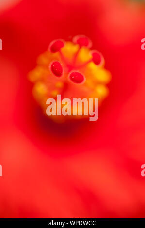 Stempel und Staubgefäße eines roten Hibiskus Blume Stockfoto