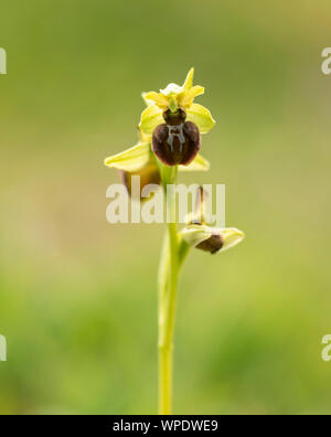 Frühe Spider Orchid (Ophrys sphegodes) queller fotografiert Country Park nr Dover Hoe. Stockfoto