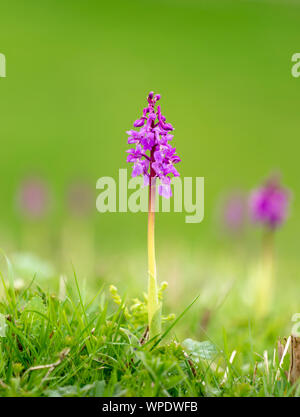 Early Purple Orchid (Orchis mascula) im Park Gate nach unten fotografiert auf der Kent Downs Stockfoto