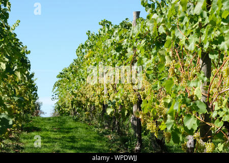 Zeilen von reifem weißen hybrid Trauben, Traubenmost, Vitis 'Orion' 'Orion' auf der Rebe, die in einer englischen Vinyard Stockfoto