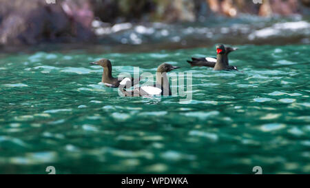 Kolonie oder Gruppe von trottellummen (uria aalge) Schwimmen im Meer in der Nähe der Steilküste am Goldenen Stunde. Bray, Co Wicklow, Irland. Stockfoto