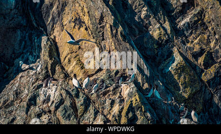 Dreizehenmöwe fliegt über Kolonie von guillemots in den rocky Sea Cliff. Bray, Co Wicklow, Irland. Stockfoto