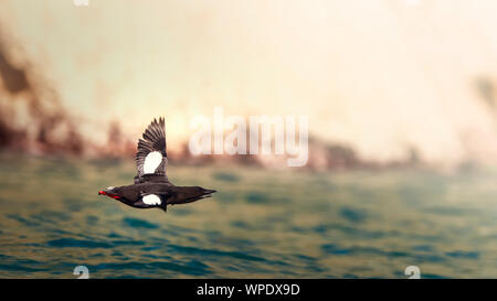 Fliegen zusammen. Paar Trottellummen (uria aalge) im Flug. Bray, Co Wicklow, Irland. Stockfoto