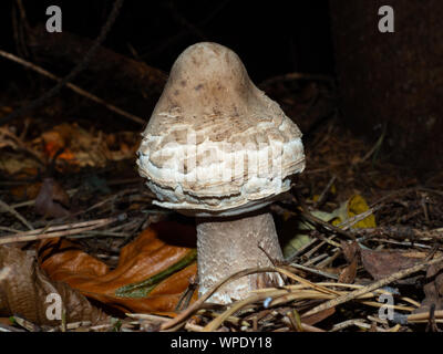 Genießbare Pilz junge Sonnenschirm am Waldboden Stockfoto