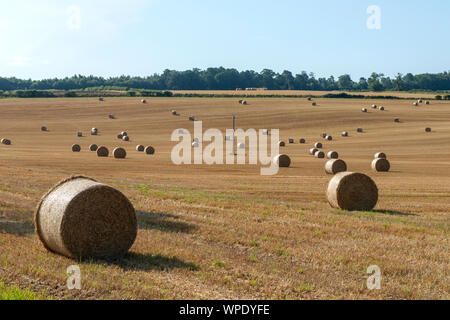 Heuballen im gesamten Gebiet verstreut, die nach der Ernte in Lauderdale, Scottish Borders, Schottland, Großbritannien Stockfoto