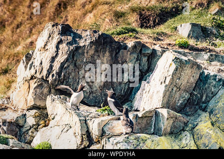 Paar Paarung Tordalken und Einzelne beiseite auf Klippe Vorsprung der Irischen See. Bray, Co Wicklow, Irland. Stockfoto