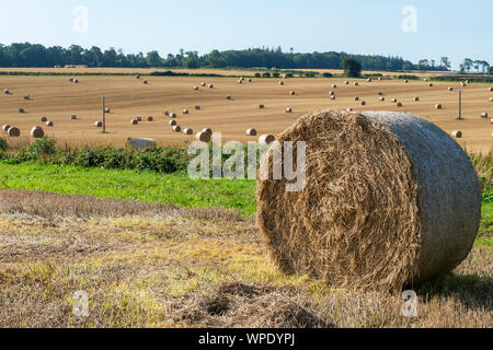 Hay bales scattered across field after harvesting in Lauderdale, Scottish Borders, Scotland, UK Stockfoto