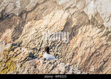 Tordalk (Alca torda) Sitzung am Rande der Klippe an der Küste wie eine Uhr Wächter auf der Suche nach seinem Nest. Bray, Co Wicklow, Irland. Stockfoto