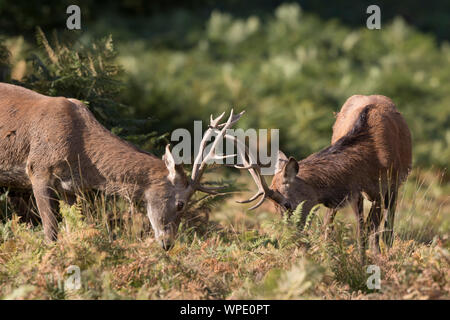 Nahaufnahme von zwei jungen britischen Rothirschstappen (Cervus elaphus), die Geweihe während der Herbstbrunftsaison in Großbritannien zusammensperren. Stockfoto