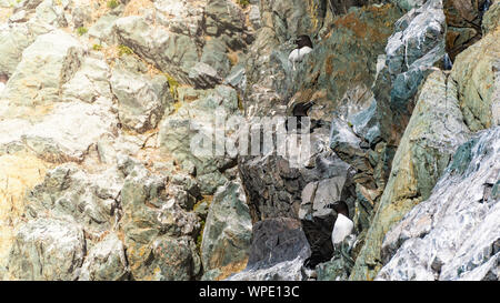 Trio. Kolonie oder Gruppe von tordalk (Alca torda) auf einer Klippe Vorsprung der Irischen See. Bray, Co Wicklow, Irland. Stockfoto