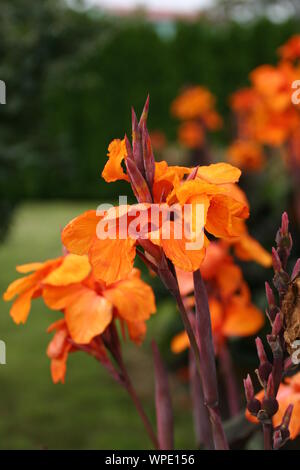 Orange, rot Blüte Canna (Canna indica) Nahaufnahme Stockfoto