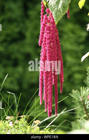 Amaranthus Caudatus Blumen, wie Love Lies Bleeding bekannt. Quelle von Vitamin A, Vitamin C, Kalzium, Mangan und Folat Stockfoto