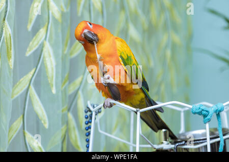 Farbenfrohe Papageien sitzen auf Holding ein Papagei Feder einer roten und blauen Papagei Stockfoto