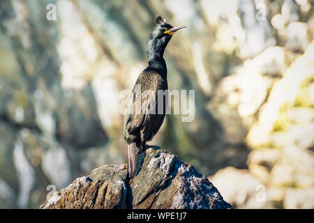 Einsamkeit Konzept in der Tierwelt. Single Kormoran sitzen auf den felsigen Klippen direkt am Meer. Close Up. Bray, Co Wicklow, Irland. Stockfoto