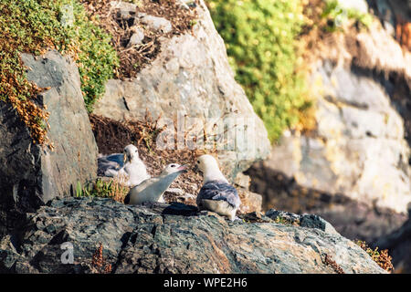 Paar Paarung Eissturmvögel Fulmarus glacialis () und Einzelne beiseite auf Klippe Vorsprung der Irischen See. Bray, Co Wicklow, Irland. Stockfoto