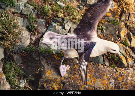 Ausziehen. Eissturmvogel (Fulmarus glacialis) bereit zu fliegen. Close Up. Bray, Co Wicklow, Irland. Stockfoto