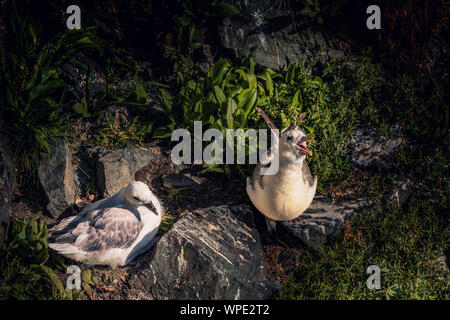 Paar Eissturmvögel (Fulmarus glacialis), die gemütlich in ihrem Nest zwischen Felsen im Wind schattigen Ort an exponierten Klippen. Bray, Co Wicklow, Irland Stockfoto