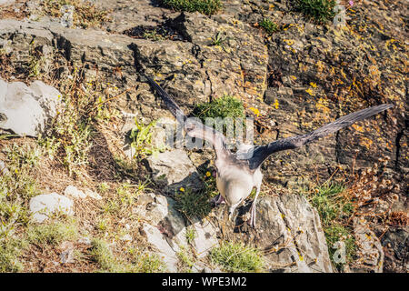 Ausziehen. Eissturmvogel (Fulmarus glacialis) bereit zu fliegen. Close Up. Bray, Co Wicklow, Irland. Stockfoto