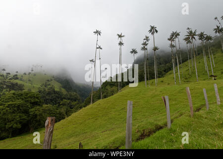 Valle de Cocora, das berühmte Tal mit hohen Wachs Palmen Stockfoto