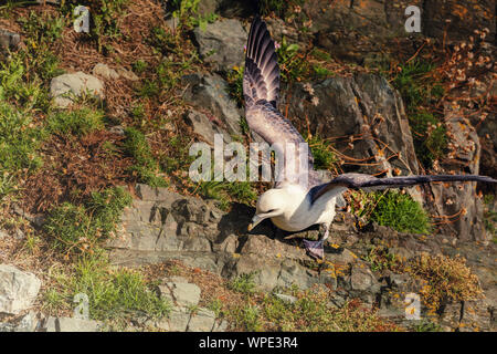 Ausziehen. Eissturmvogel (Fulmarus glacialis) bereit zu fliegen. Close Up. Bray, Co Wicklow, Irland. Stockfoto