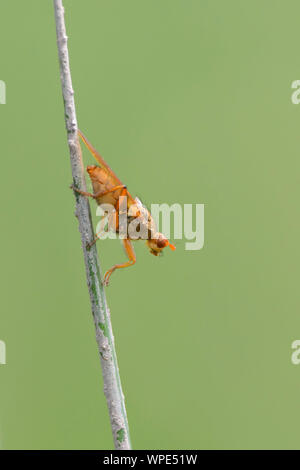 Gelber Kot Fliege (Scathophaga Stercoraria) Stockfoto